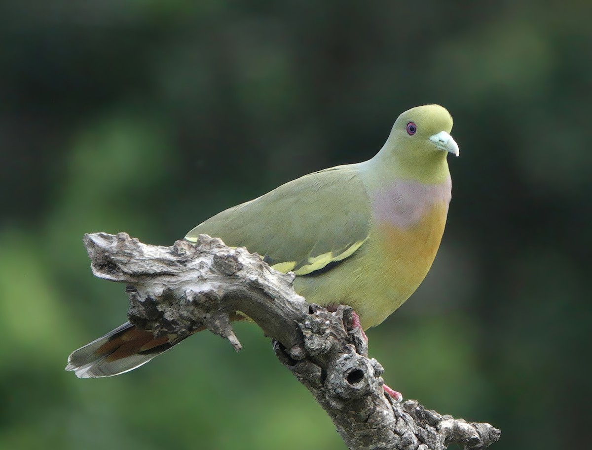 橙胸綠鳩 - ML647746619