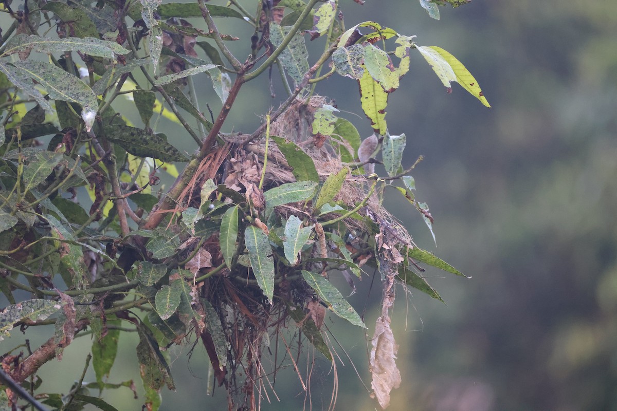 Black-and-red Broadbill - ML647746620
