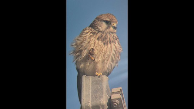 Belatz gorria - ML647746628