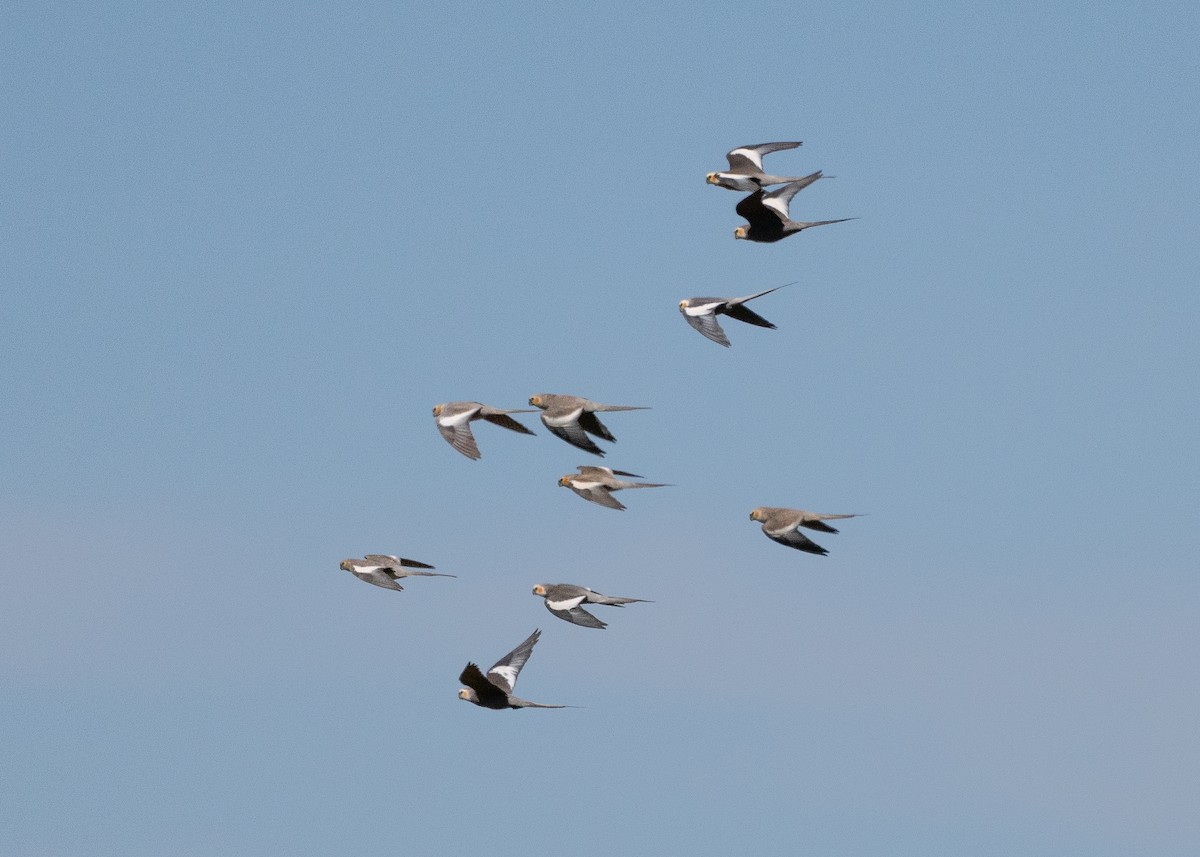 Cockatiel - ML647746635