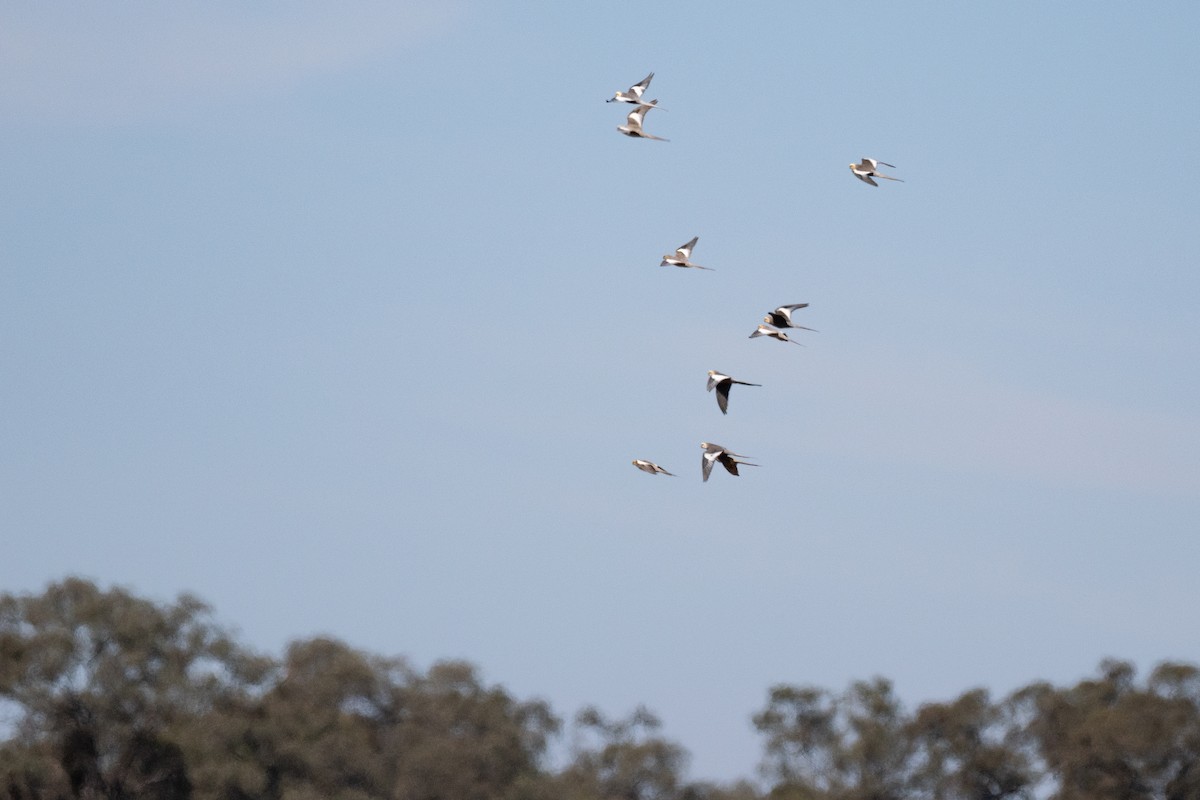 Cockatiel - ML647746636