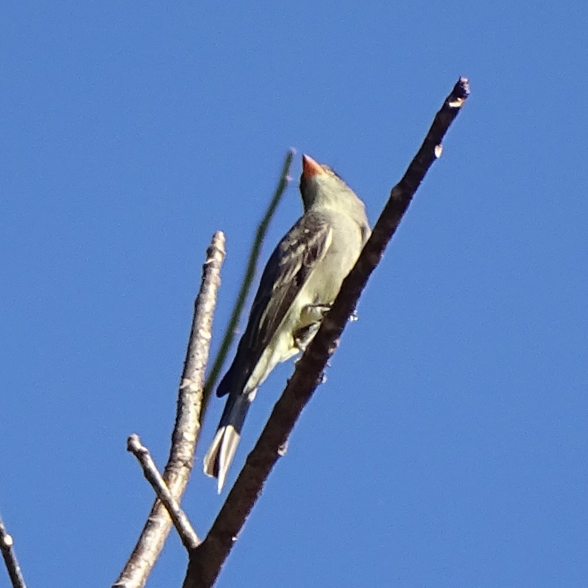 Greater Pewee - ML647746643