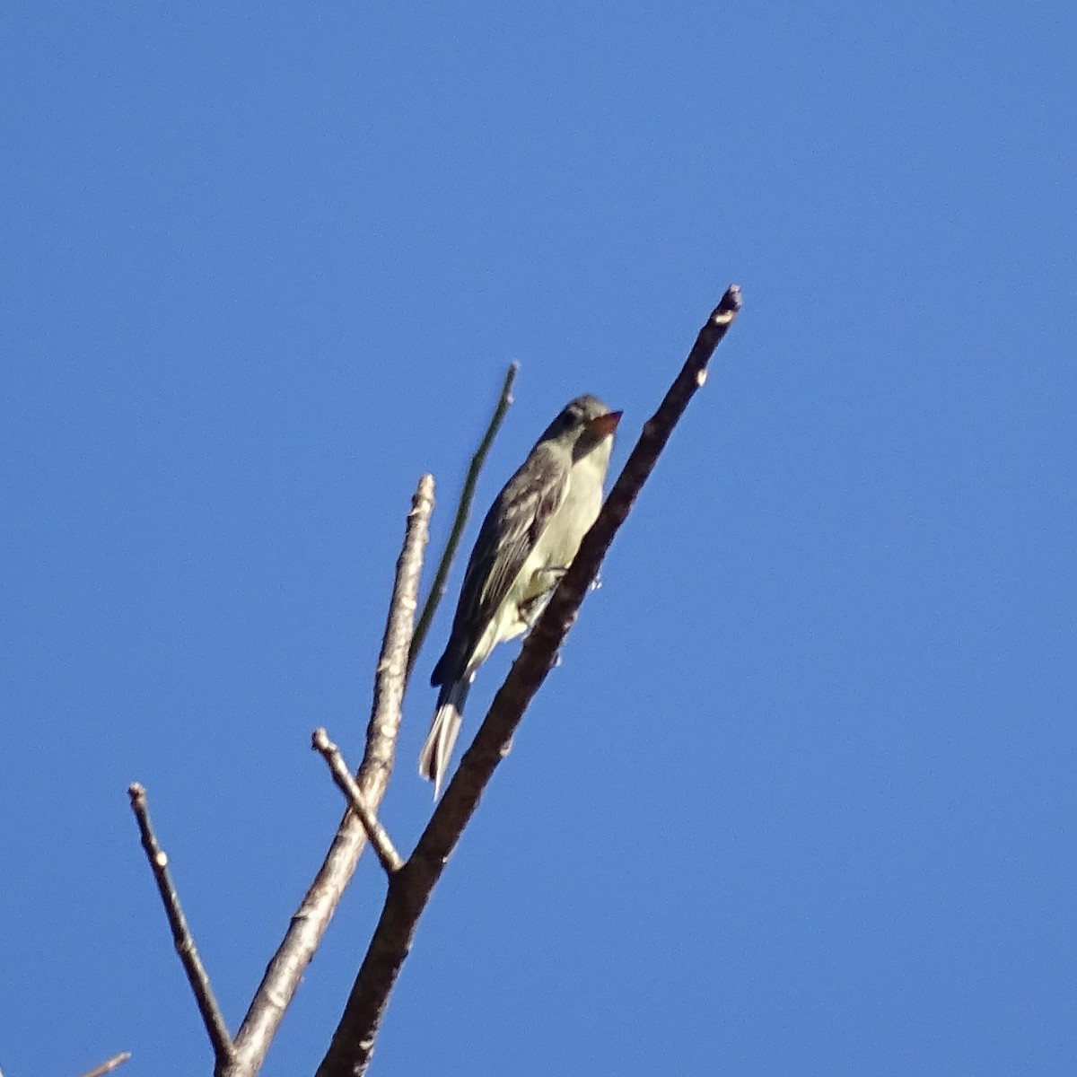 Greater Pewee - ML647746644
