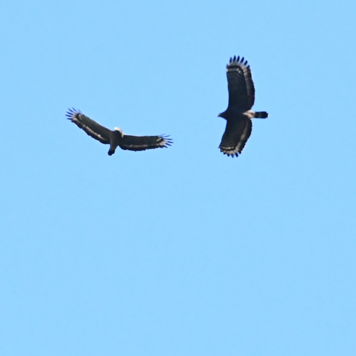 Хохлатый змееяд - ML647746652