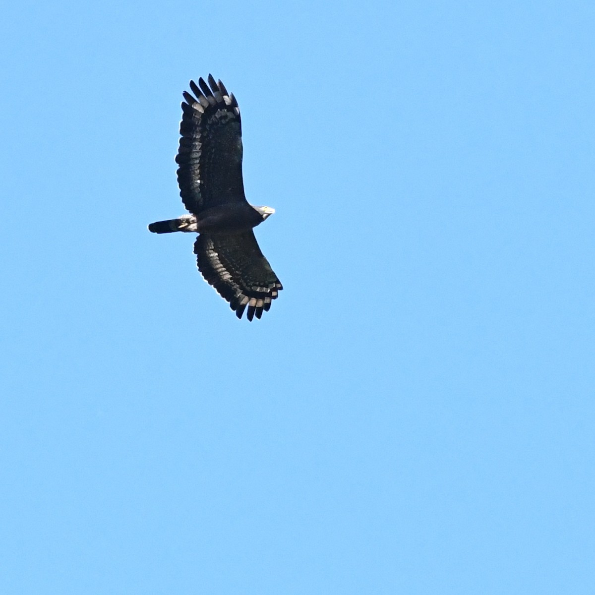 Хохлатый змееяд - ML647746656