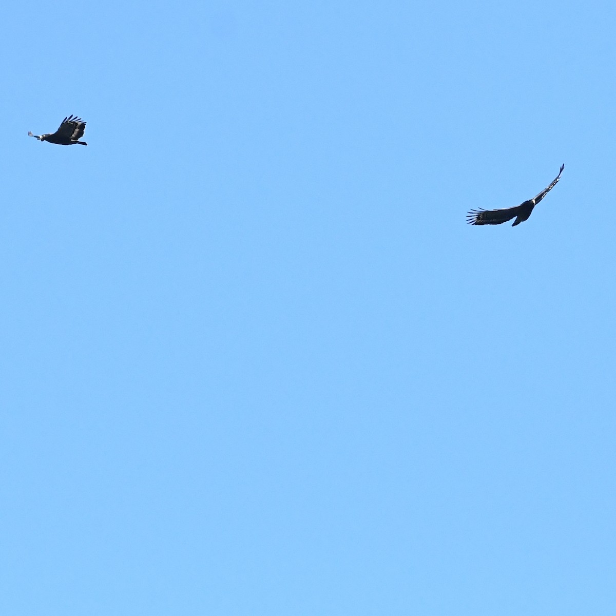 Хохлатый змееяд - ML647746657