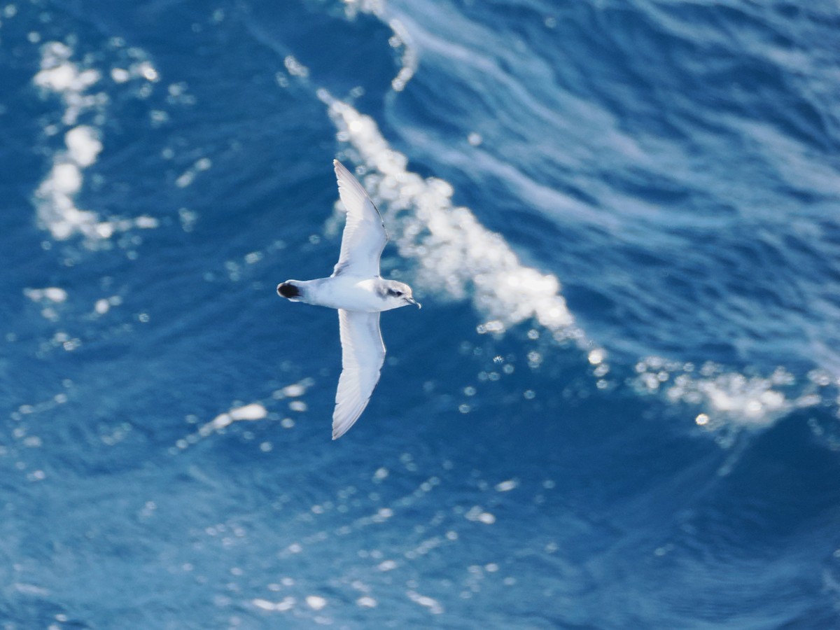 Антарктический прион - ML647746688