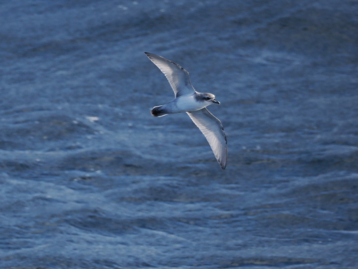 Антарктический прион - ML647746690