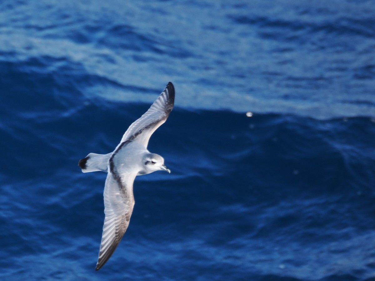 Антарктический прион - ML647746698