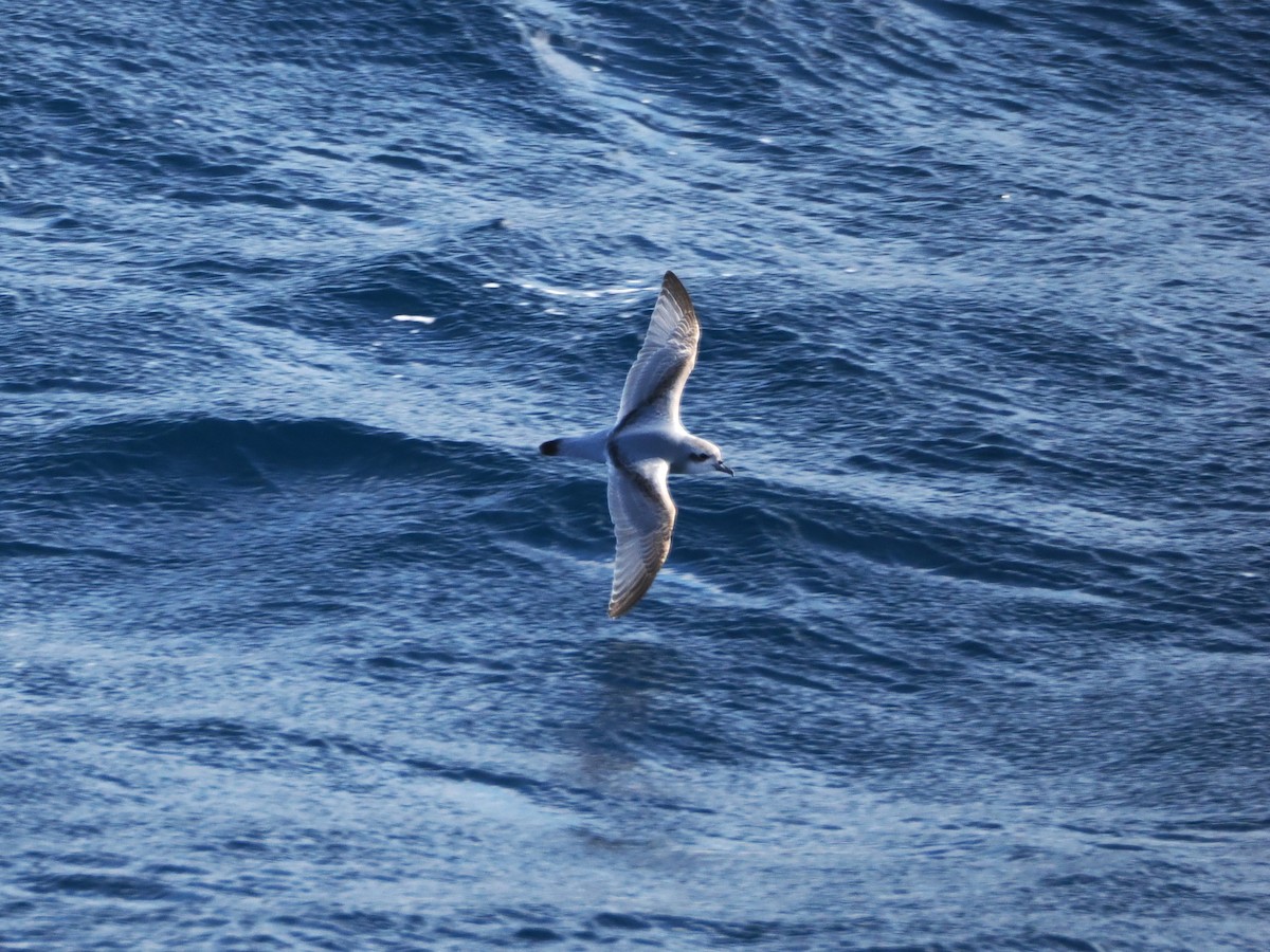 Антарктический прион - ML647746699