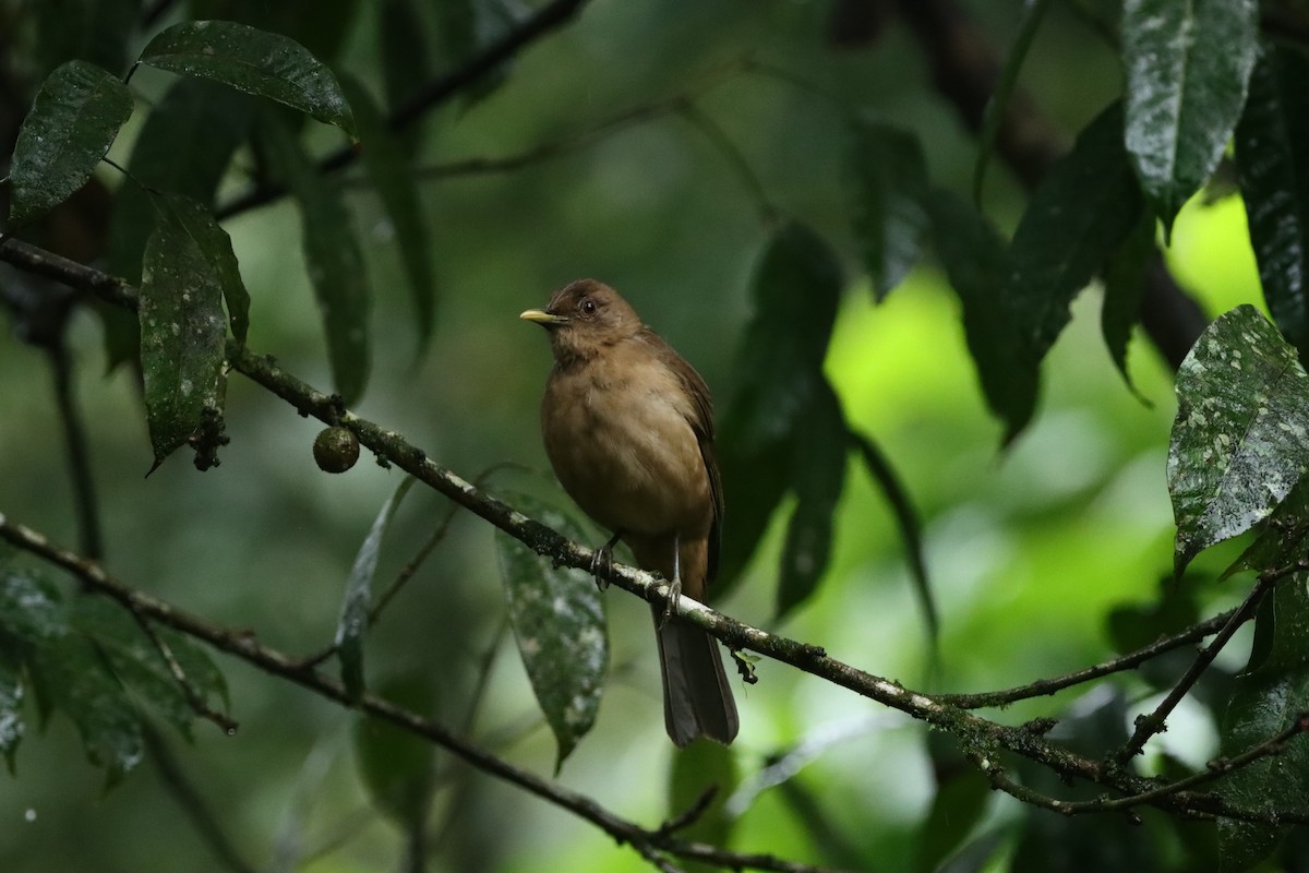 Clay-colored Thrush - ML647746700