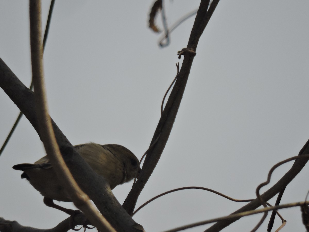 Scaly-breasted Munia - ML647746701