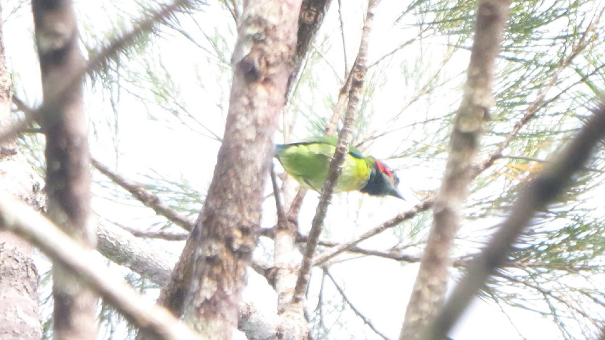 Black-eared Barbet - ML647746702