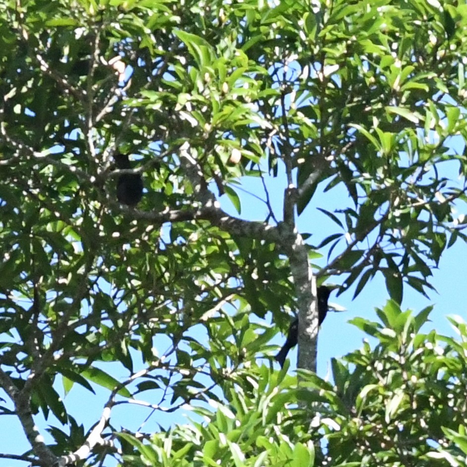 Black Bulbul - ML647746703