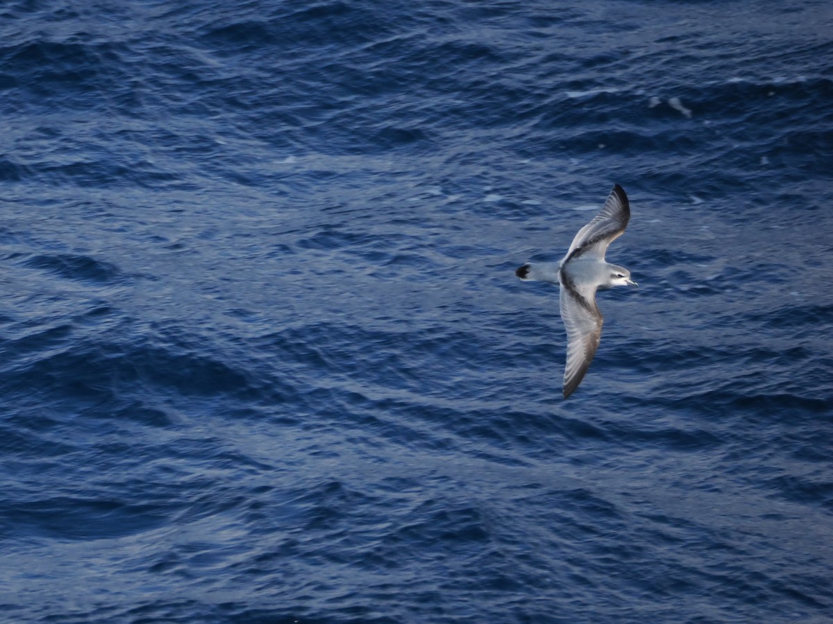 Prioi antartikoa - ML647746706