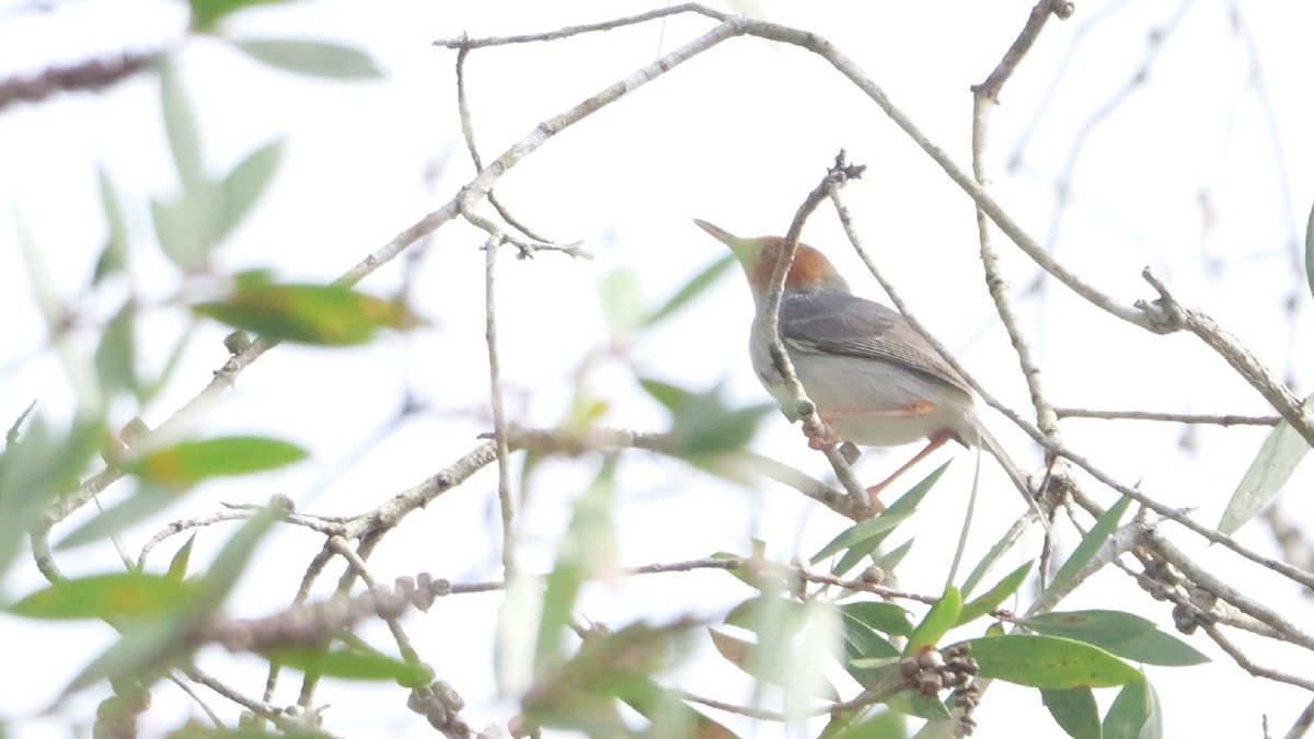 Ashy Tailorbird - ML647746707