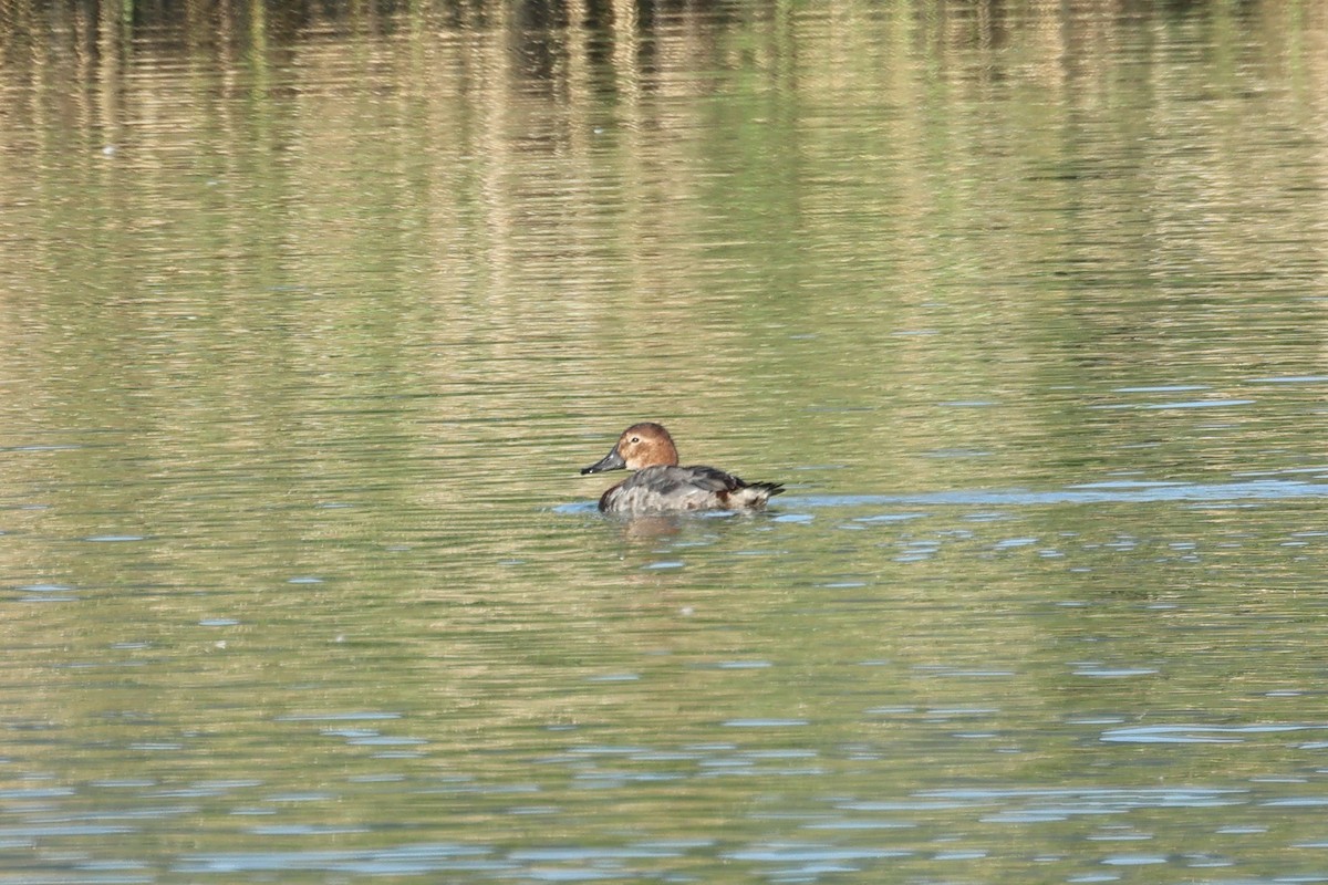 Murgilari arrunta - ML647746708