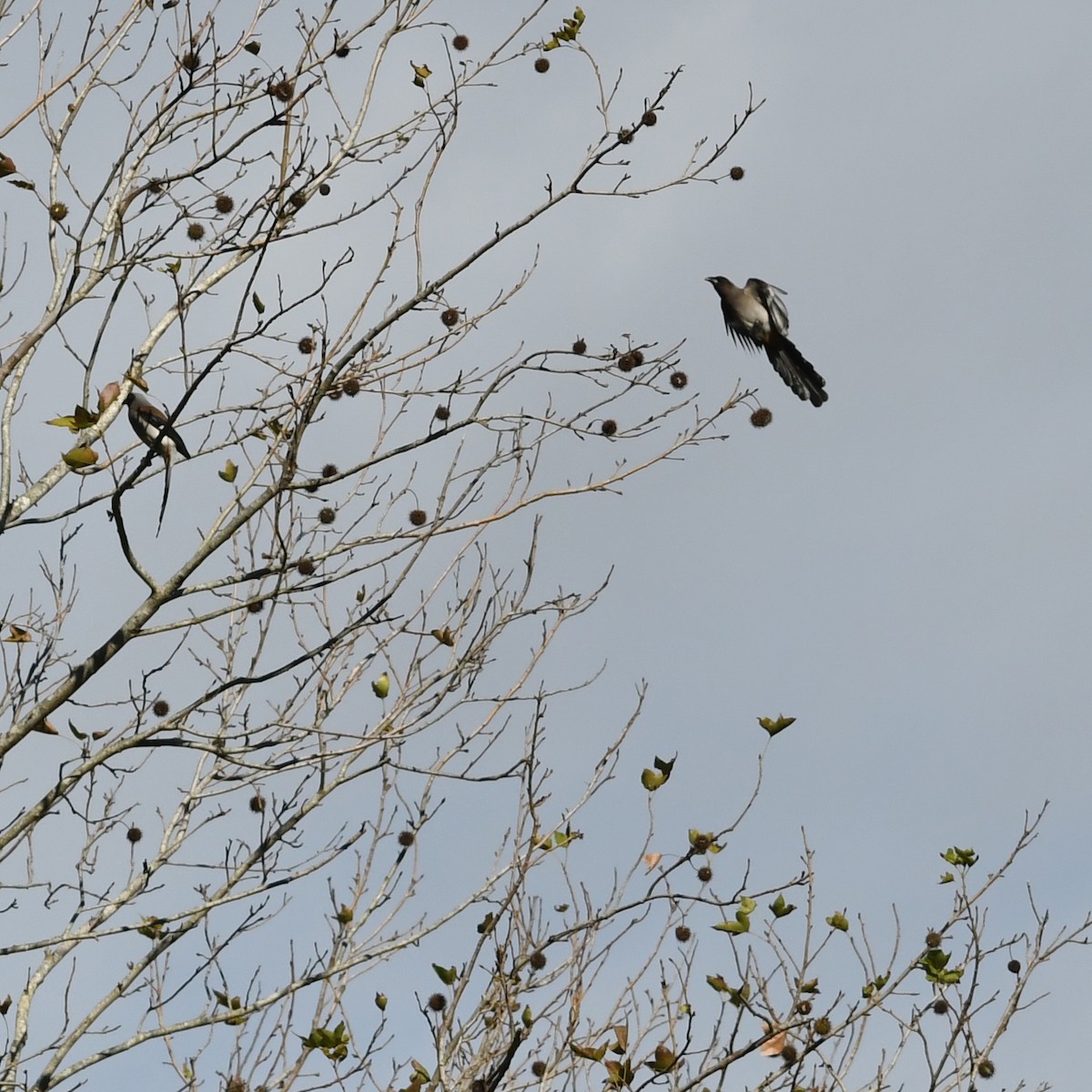 Gray Treepie - ML647746709