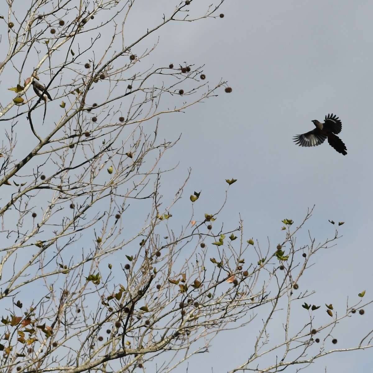 Gray Treepie - ML647746710