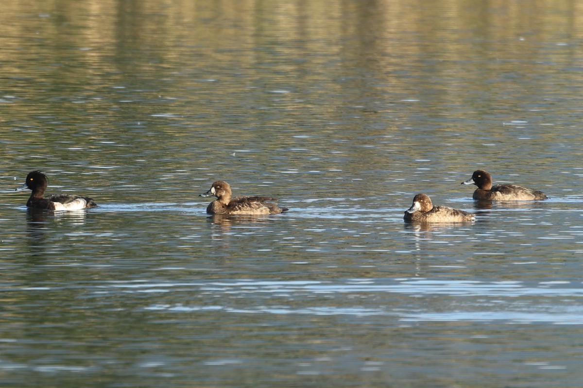 Murgilari handia - ML647746711