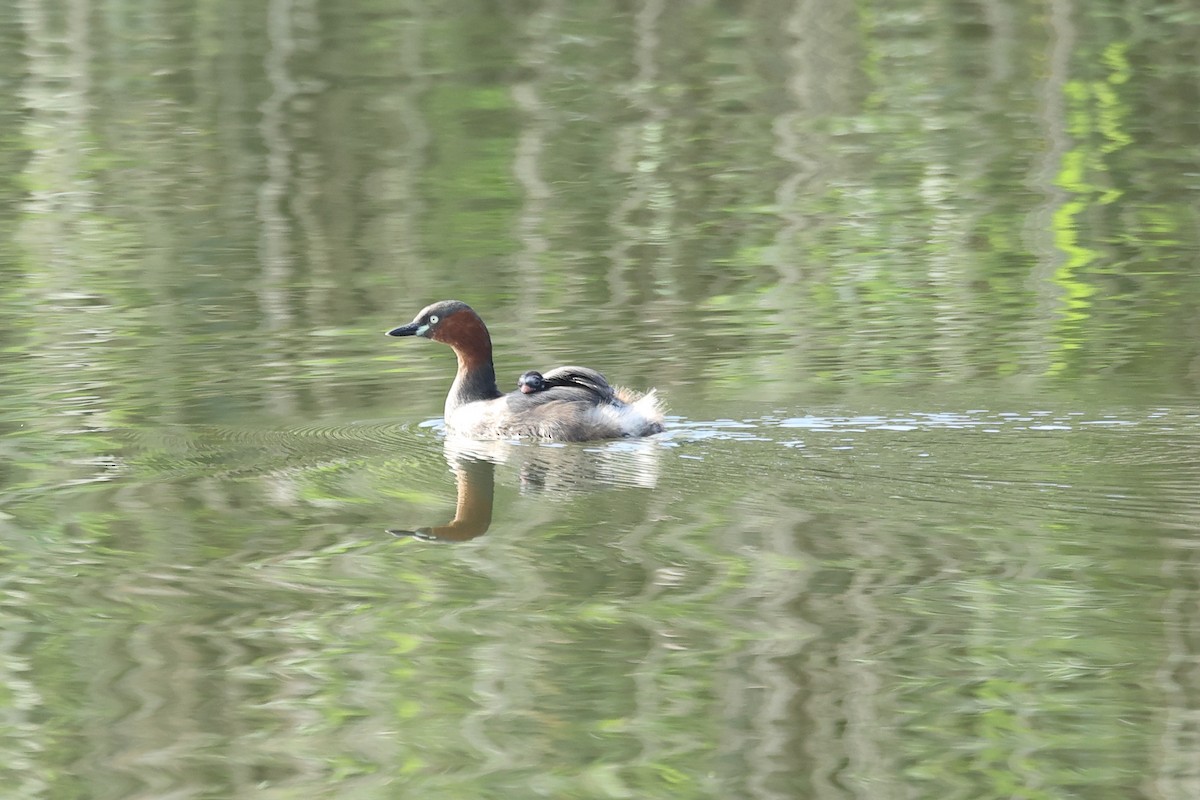 Txilinporta txikia - ML647746712