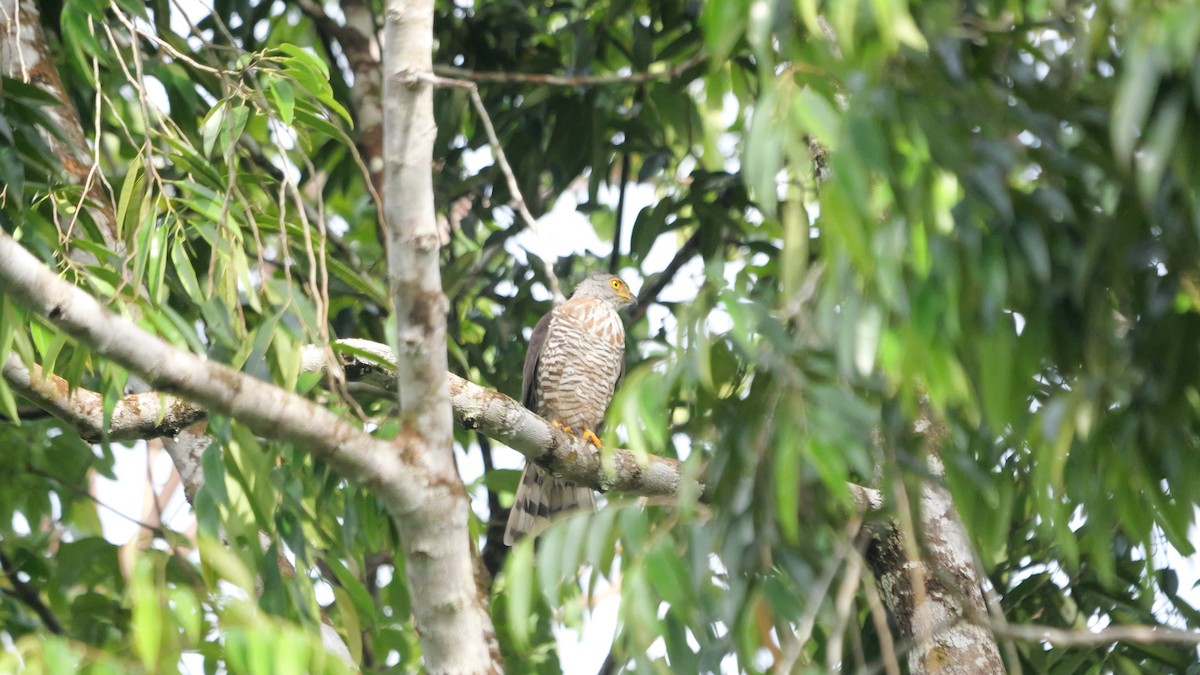 Paseriformea sp. - ML647746713