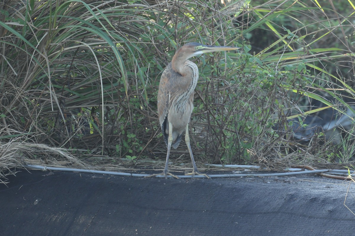 Koartza gorria - ML647746714