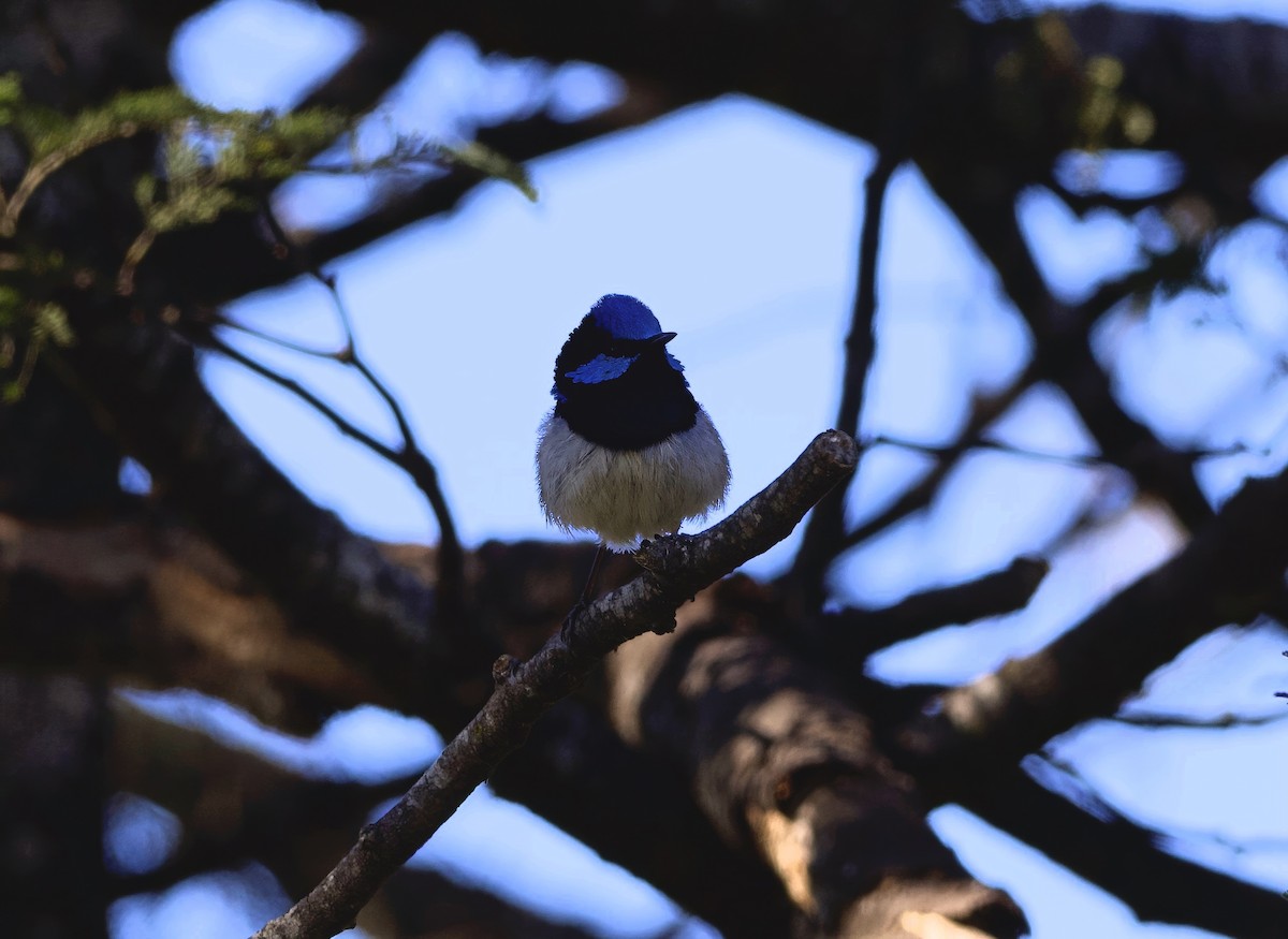 Superb Fairywren - ML647746715