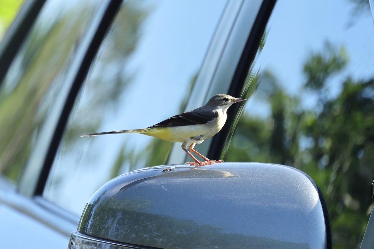 Buztanikara horia - ML647746716