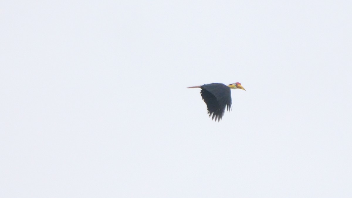 Wrinkled Hornbill - ML647746718