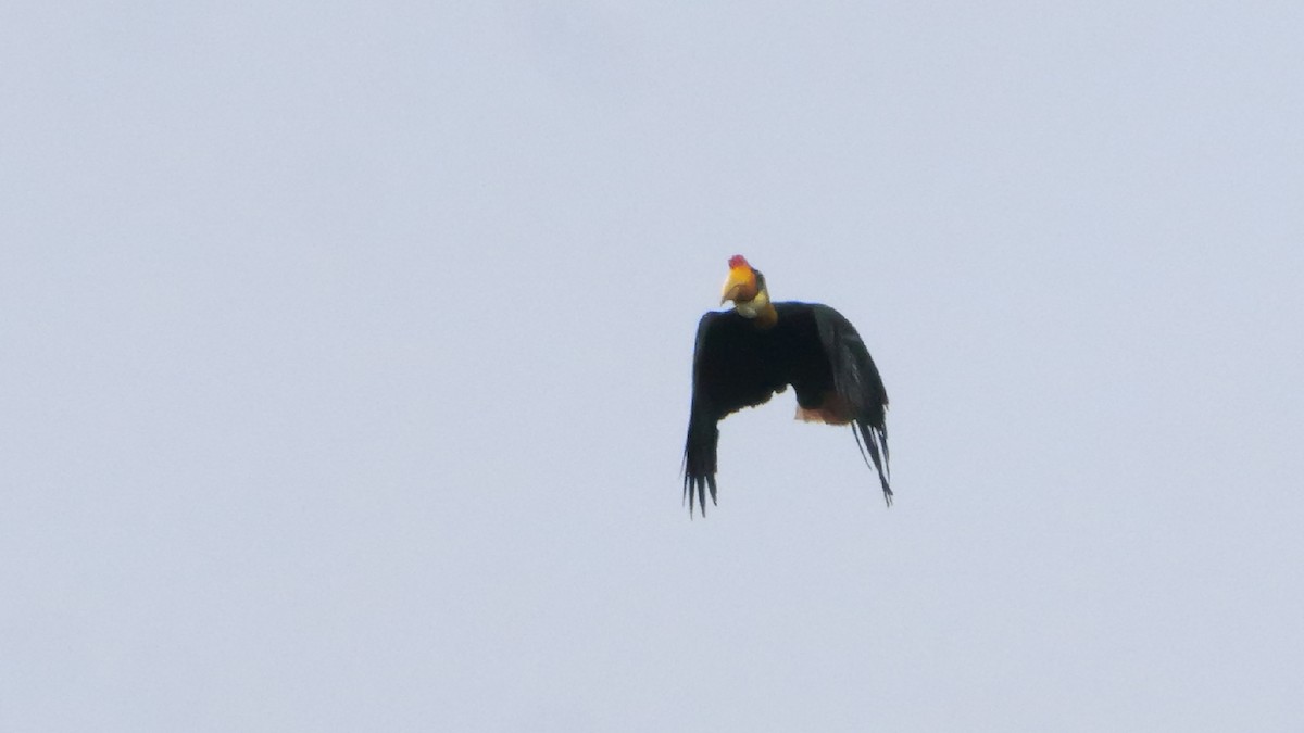 Wrinkled Hornbill - ML647746719