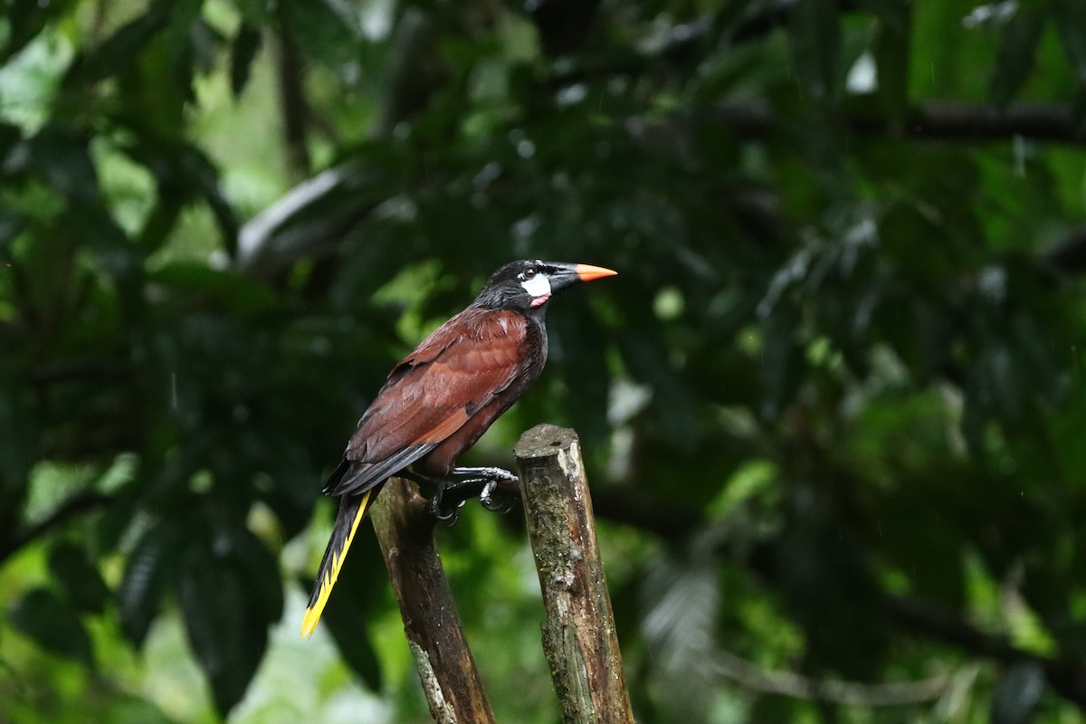 Montezuma Oropendola - ML647746720