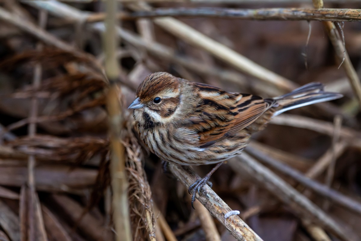 Zingira-berdantza eurasiarra - ML647746722