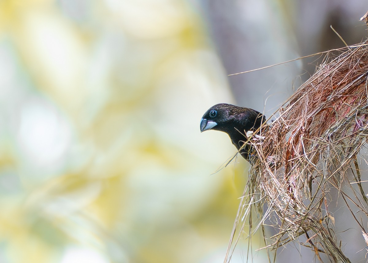 Dusky Munia - ML647746723
