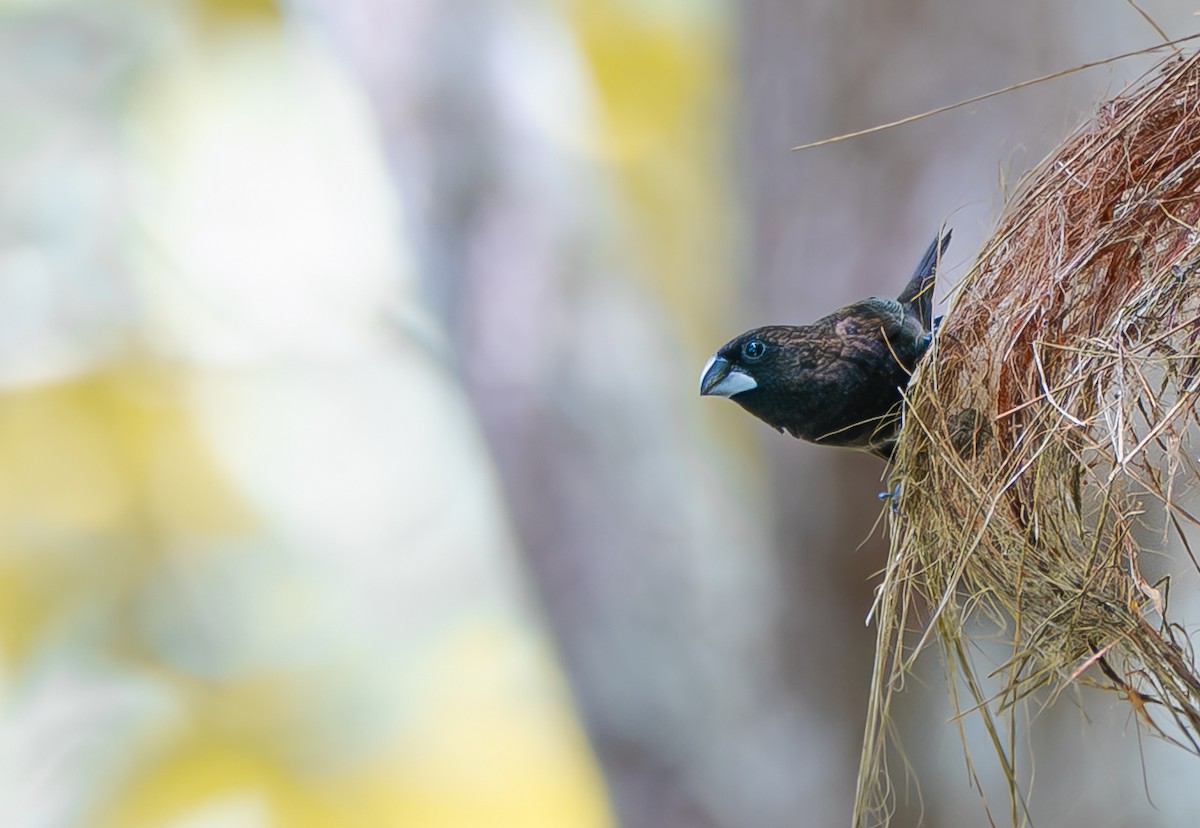 Dusky Munia - ML647746724
