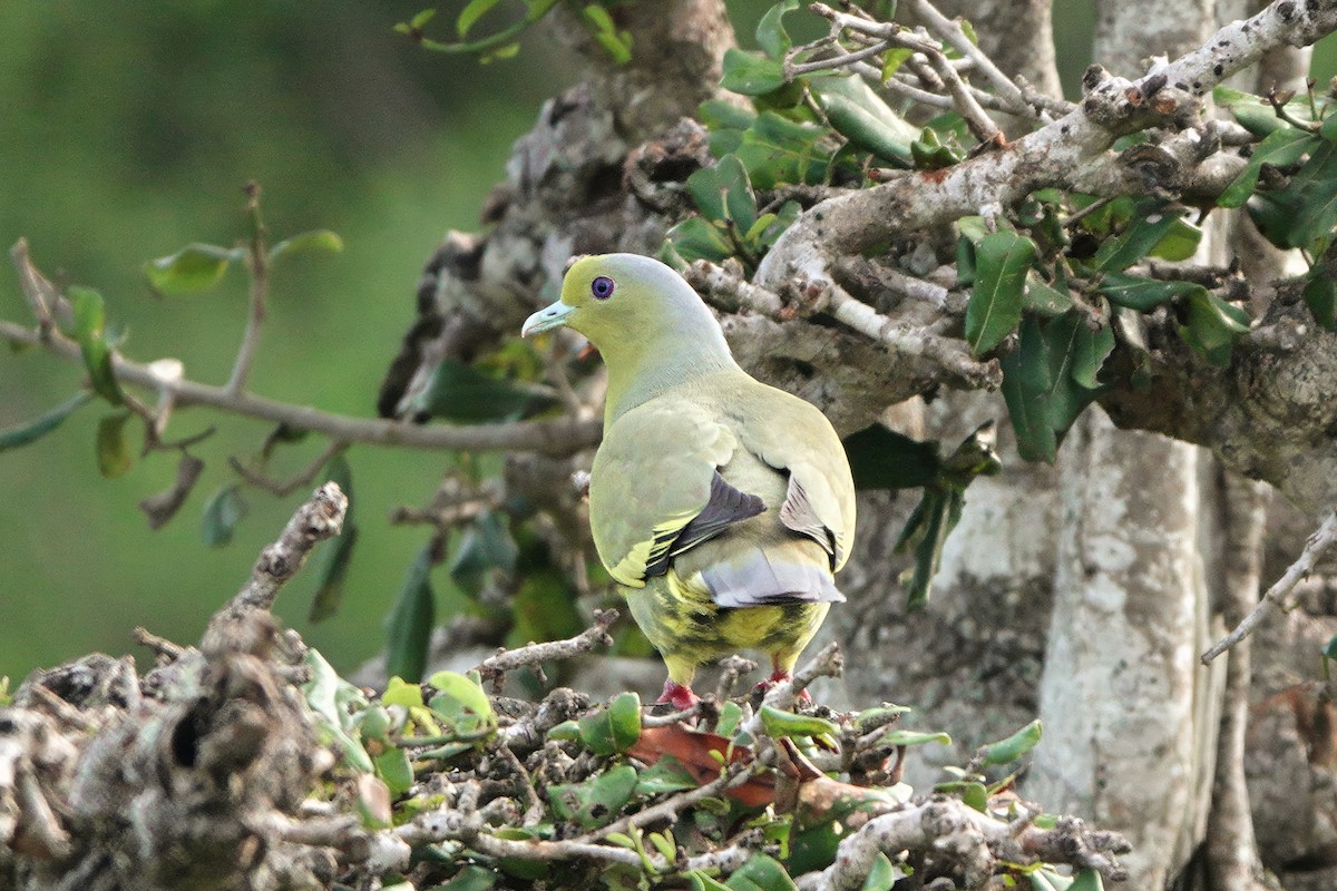 Orange-breasted Green-Pigeon - ML647746726