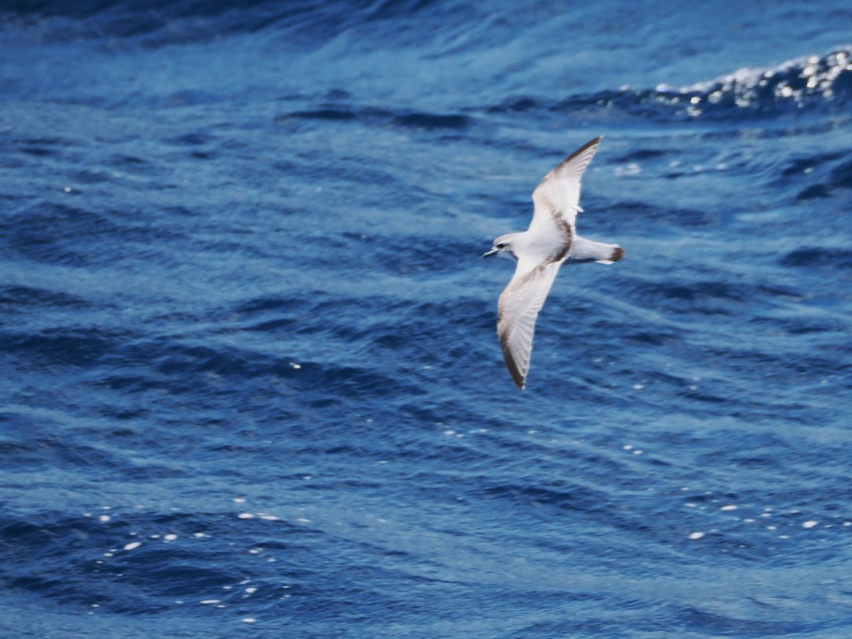 Prioi antartikoa - ML647746727