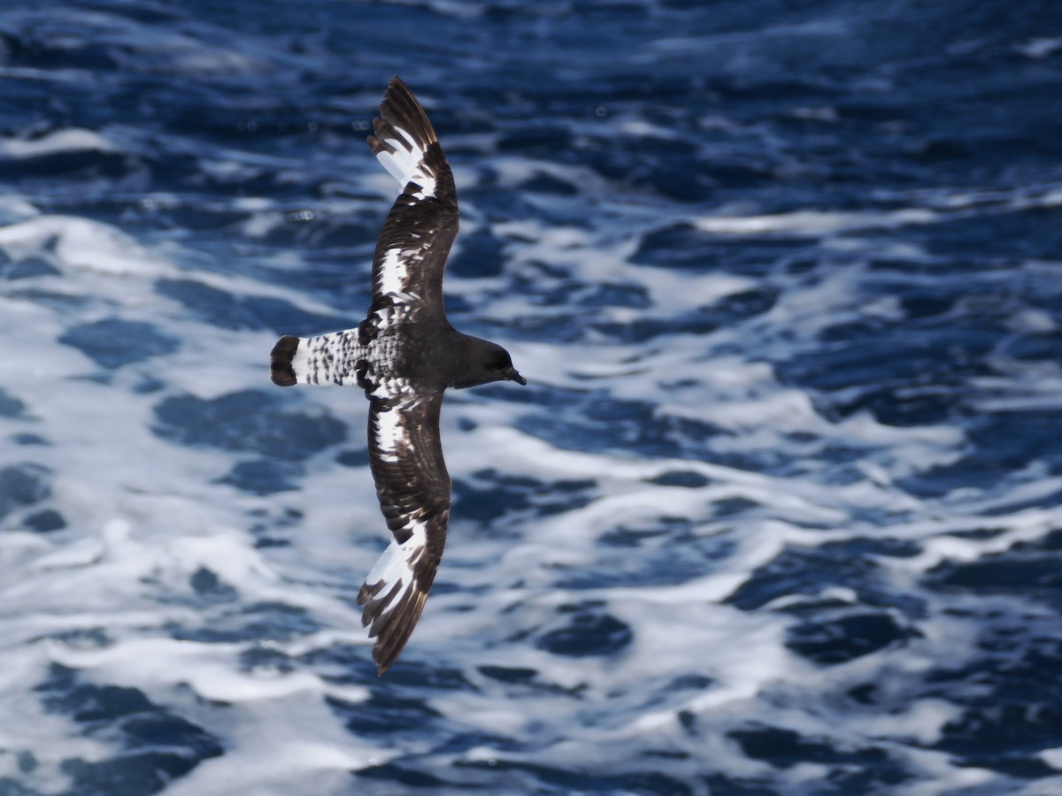 Pintado Petrel (Snares) - ML647746728