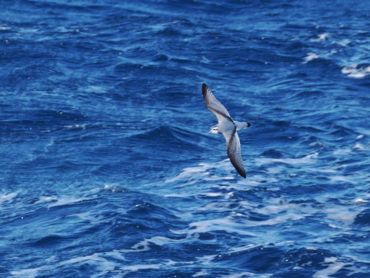 Prioi antartikoa - ML647746729