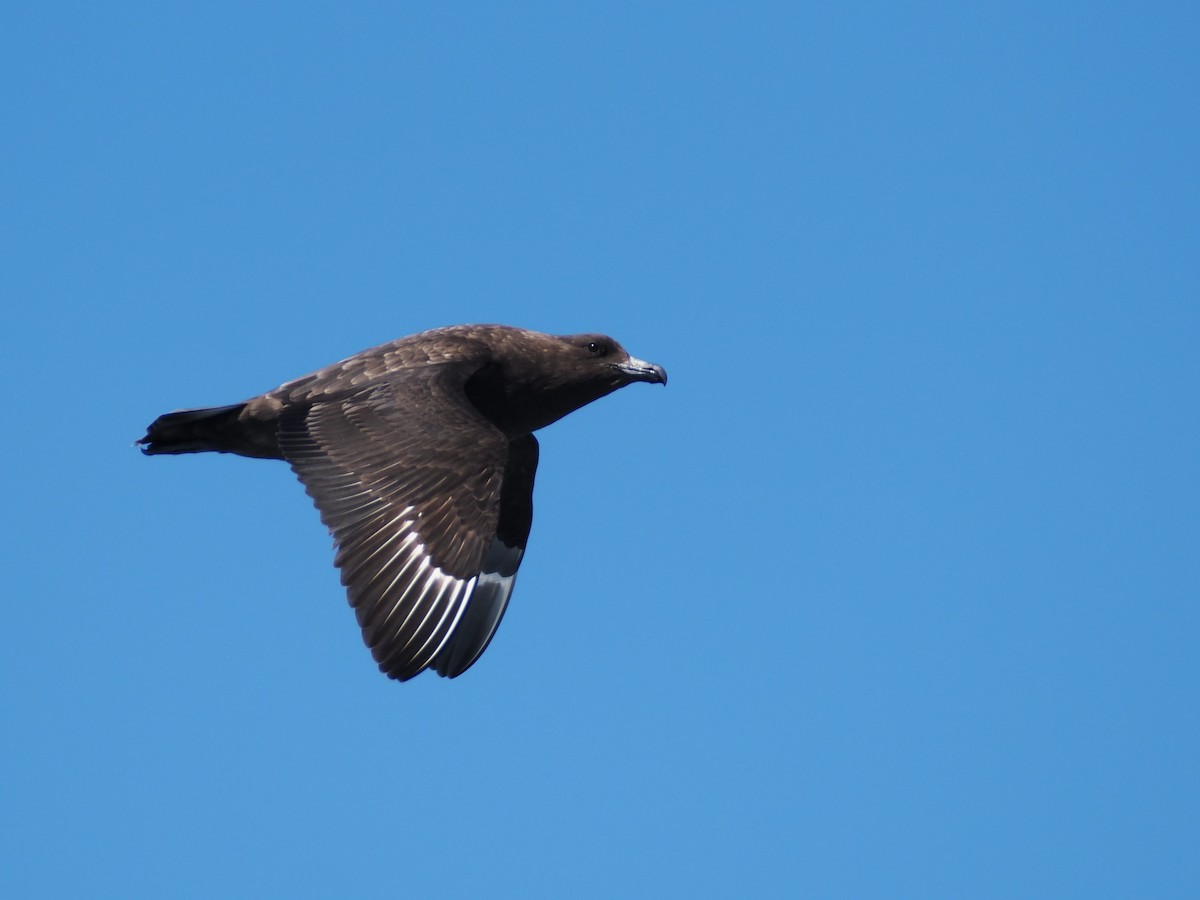 Brown Skua (Subantarctic) - ML647746730