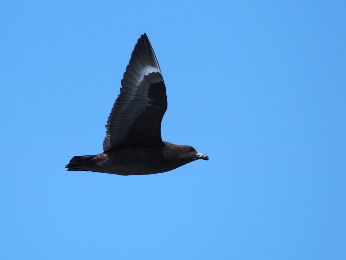 Brown Skua (Subantarctic) - ML647746731