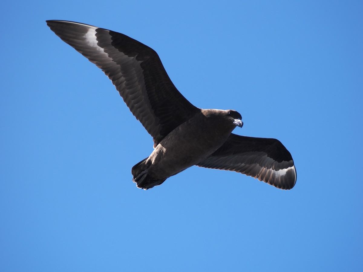 Brown Skua (Subantarctic) - ML647746732