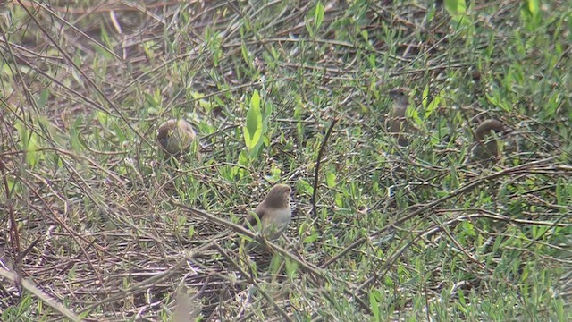 stříbrozobka indická - ML647746762