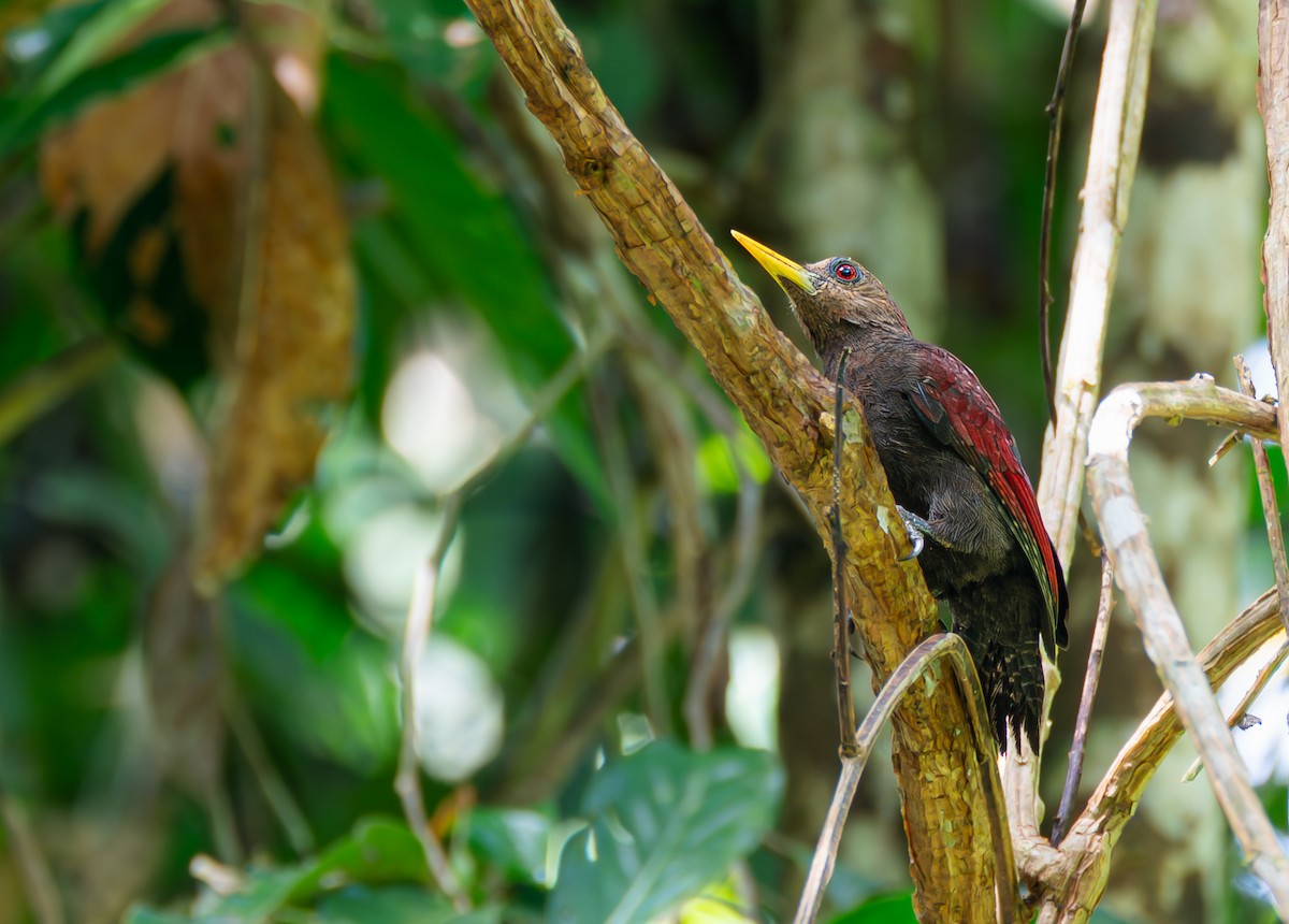 エビチャゲラ - ML647746789