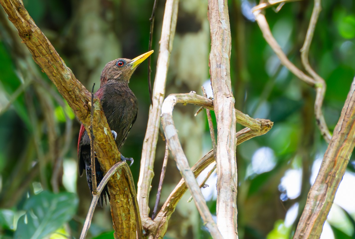 エビチャゲラ - ML647746790