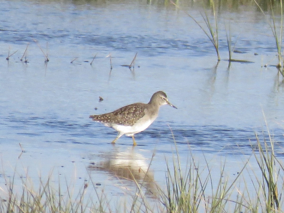 vodouš bahenní - ML647746792