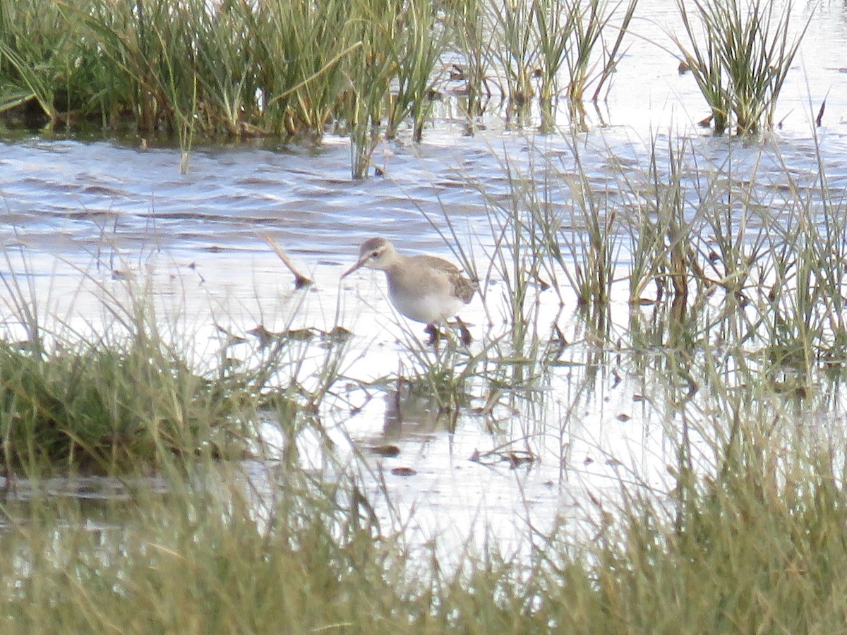 vodouš bahenní - ML647746793