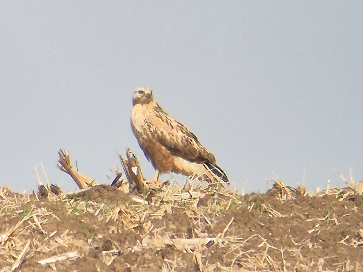 káně bělochvostá - ML647746823