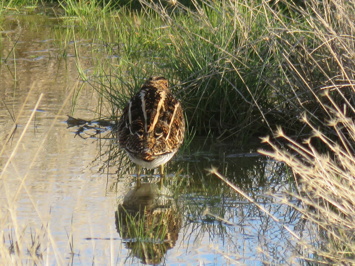 Agachadiza Común - ML647746850