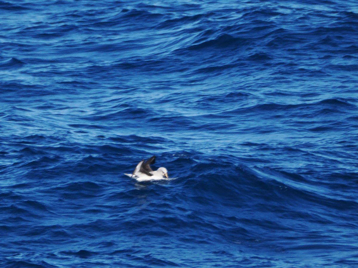 Buller's Albatross - ML647746852